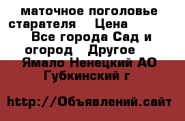 маточное поголовье старателя  › Цена ­ 3 700 - Все города Сад и огород » Другое   . Ямало-Ненецкий АО,Губкинский г.